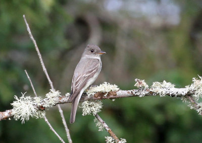 Eastern Wood Peewee 