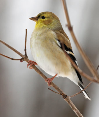 American Goldfinch 