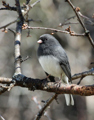 Dark-eyed Junco 