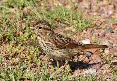 Song Sparrow