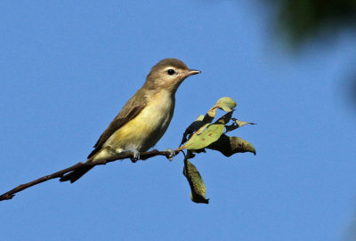 Warbling Vireo 