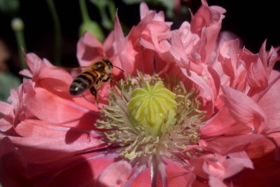 A Bee on a Poppy, Clark Gardens, Mineral Wells, Texas.