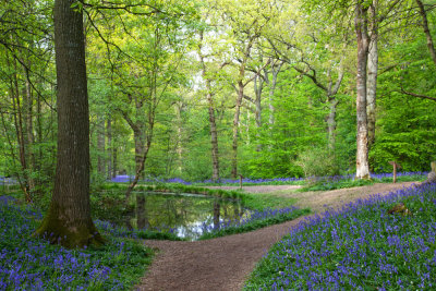 Arlington wood bluebells - East Sussex
