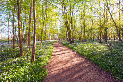 A walk in Arlington wood