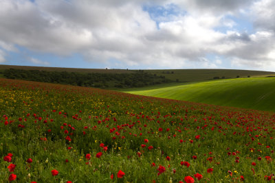 poppy_fields_-_south_downs