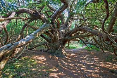 Ancient Yew at Kingley Vale