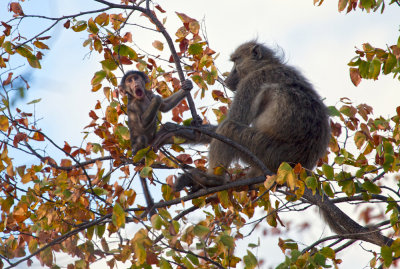 Baby Baboon - Kruger South Africa