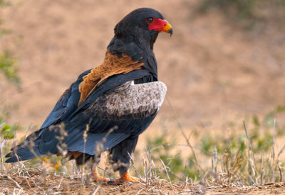 Bateleur Eagle - South Africa