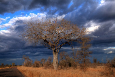 Kruger Park - South Africa