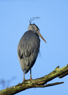 Grey Heron in evening light