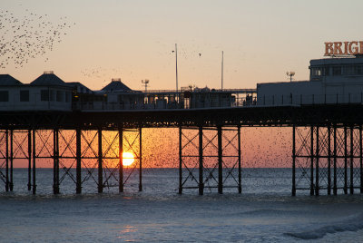 Brighton Starling Mermeration