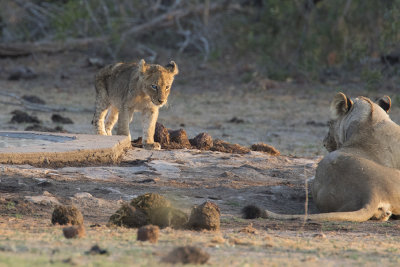 Kruger Park 2015 - South Africa