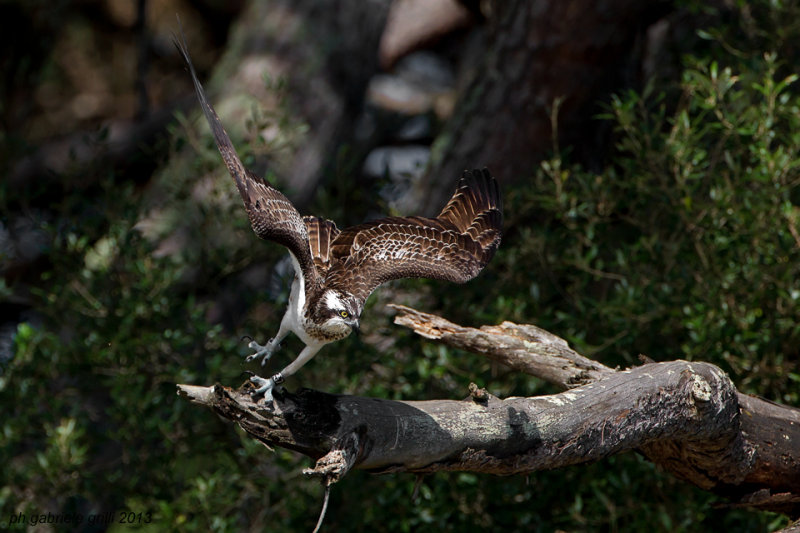 Osprey (Pandion haliaetus)