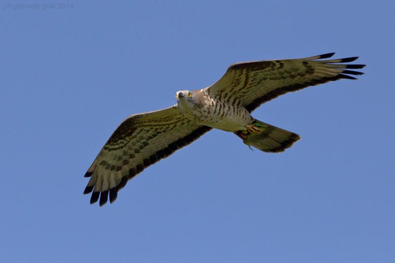 Honey Buzzard (Pernis apivorus)