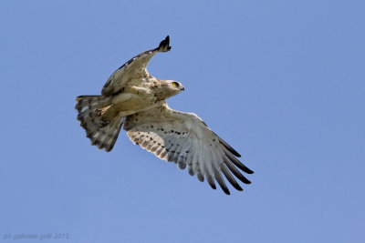 Short-toed Eagle (Circaetus gallicus)