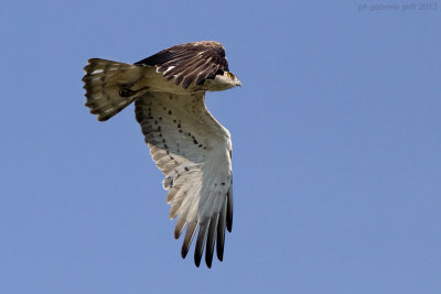 Short-toed Eagle (Circaetus gallicus)