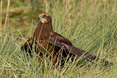 Marsh Harrier (Circus aeruginosus)