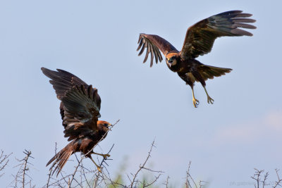 Marsh Harrier (Circus aeruginosus)