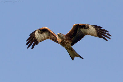 Red Kite (Milvus milvus)