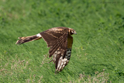 Pallid Harrier (Circus macrourus)