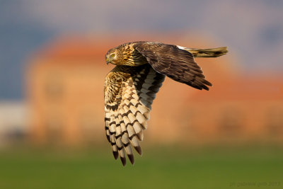 Hen Harrier (Circus cyaneus)