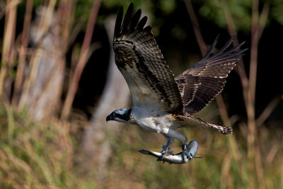 Osprey (Pandion haliaetus)