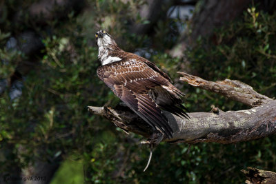 Osprey (Pandion haliaetus)