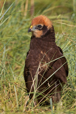 Marsh Harrier (Circus aeruginosus)