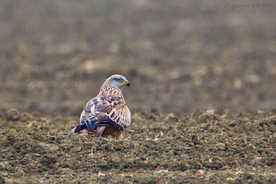 Red Kite (Milvus milvus)