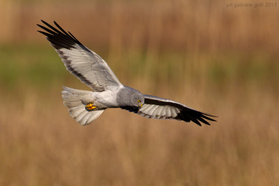 Hen Harrier (Circus cyaneus)