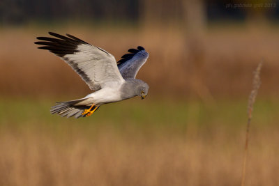 Hen Harrier (Circus cyaneus)