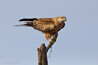Red Kite (Milvus milvus)