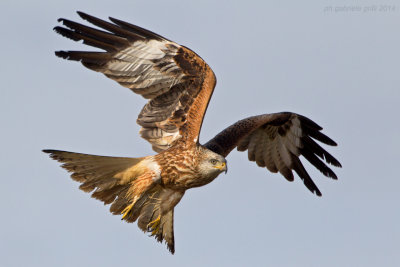 Red Kite (Milvus milvus)