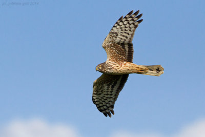 Hen Harrier (Circus cyaneus)