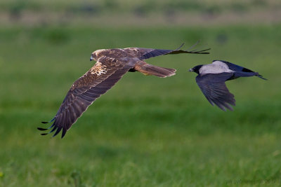 Marsh Harrier (Circus aeruginosus)