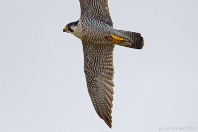 Peregrine Falcon (Falco peregrinus)