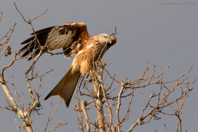 Red Kite (Milvus milvus)