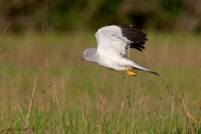 Hen Harrier (Circus cyaneus)