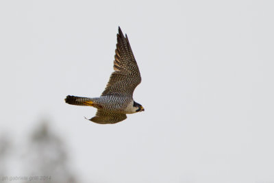 Peregrine Falcon (Falco peregrinus)