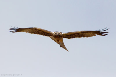 Booted Eagle (Aquila pennata)