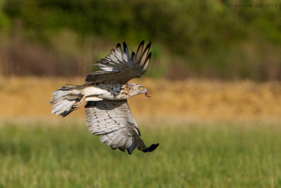 Short-toed Eagle (Circaetus gallicus)