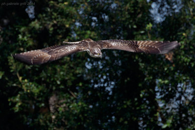 Osprey (Pandion haliaetus)