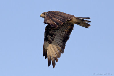 Common Buzzard (Buteo buteo)