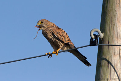 Kestrel (Falco tinnunculus)