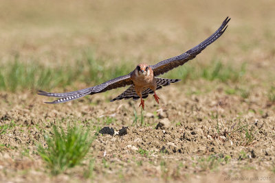 Red-footed Falcon (Falco vespertinus)