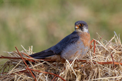 Red-footed Falcon (Falco vespertinus)