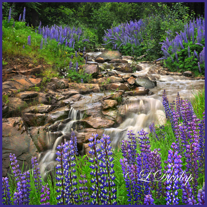 ** 111.7 - Lupines Alongside A Stream