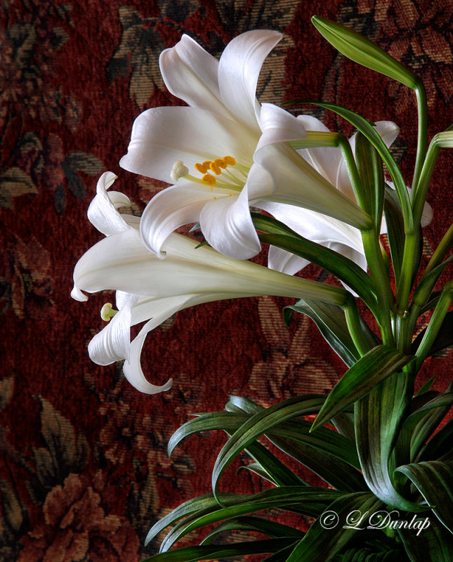 249 - Easter Lily In Front Of Tapestry 