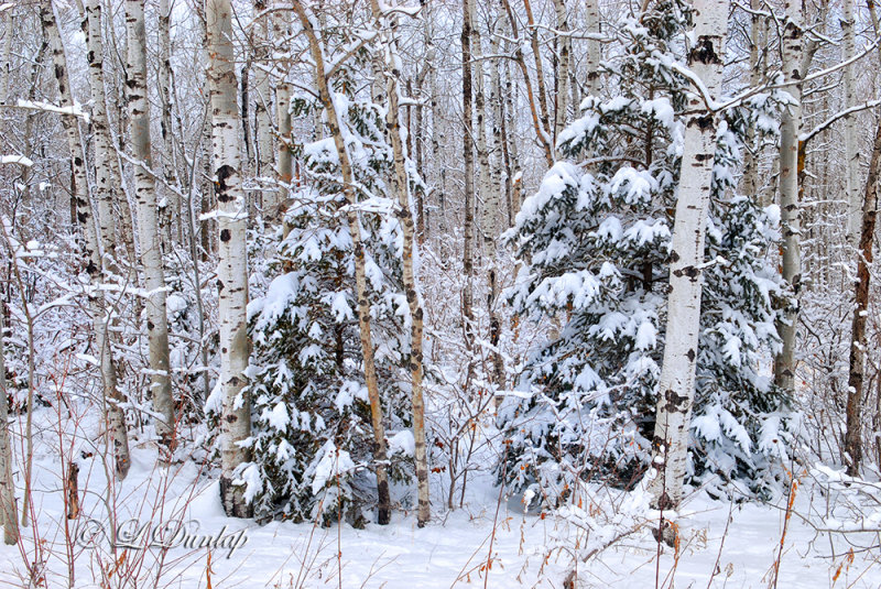 Winter: Wisconsin Woods 