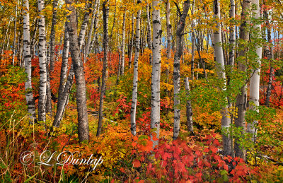 ** 109.5 - North Shore Autumn Birches